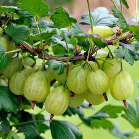 Kruisbes 'Engelse wit' (x2) - Willemse