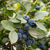 Vaccinium corymbosum Vitaminos - Blauwe bes - Blauwe bes