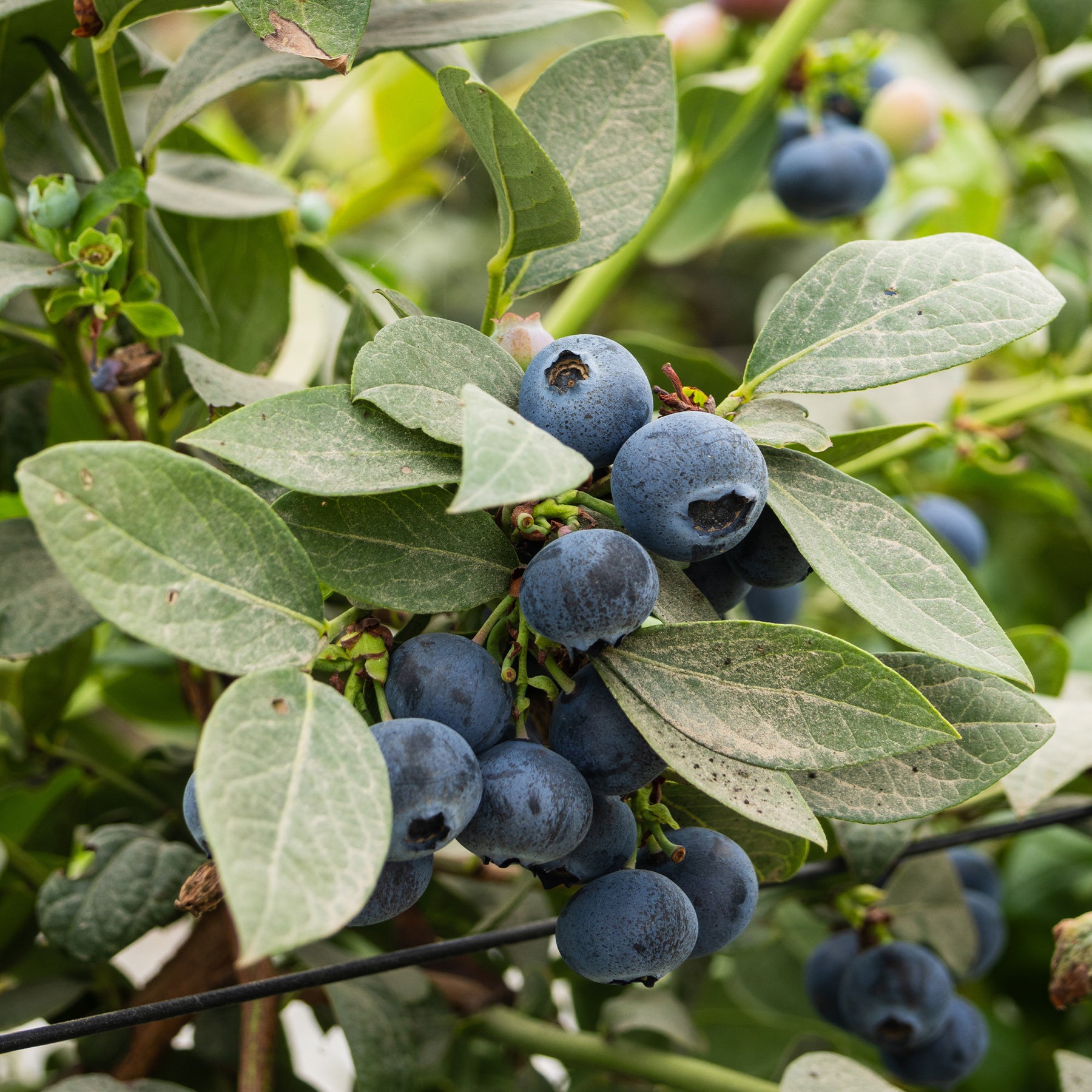 Vaccinium corymbosum Vitaminos - Blauwe bes - Blauwe bes