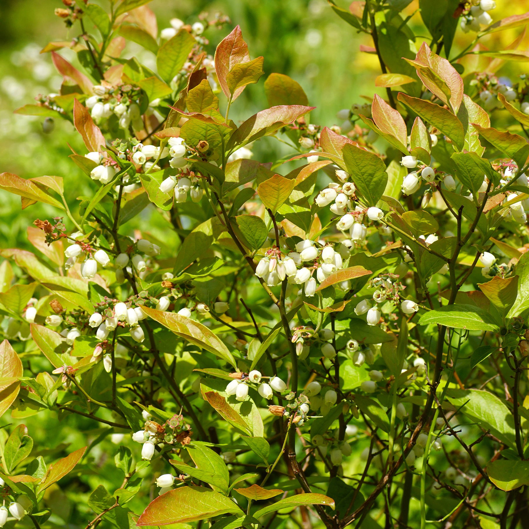 Verkoop Blauwe bes - Vaccinium corymbosum Vitaminos