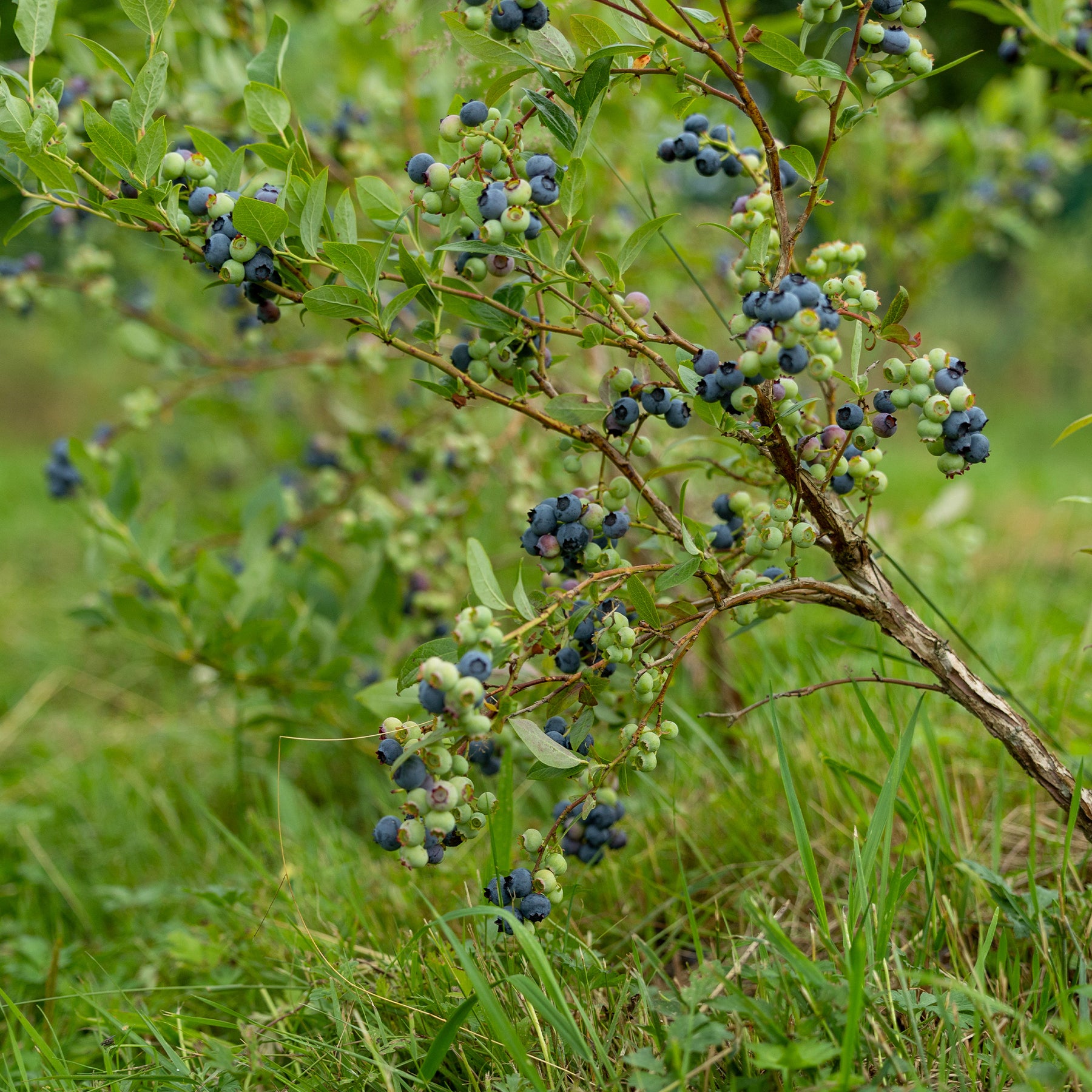 Blauwe bes - Vaccinium corymbosum Vitaminos - Willemse