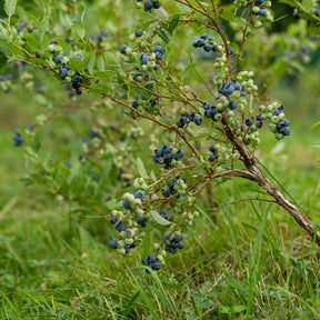 Blauwe bes - Vaccinium corymbosum Vitaminos - Willemse