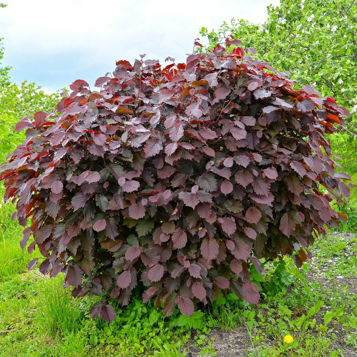 Corylus maxima purpurea - Rode hazelaar - Hazelaar