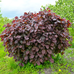 Corylus maxima purpurea - Rode hazelaar - Hazelaar