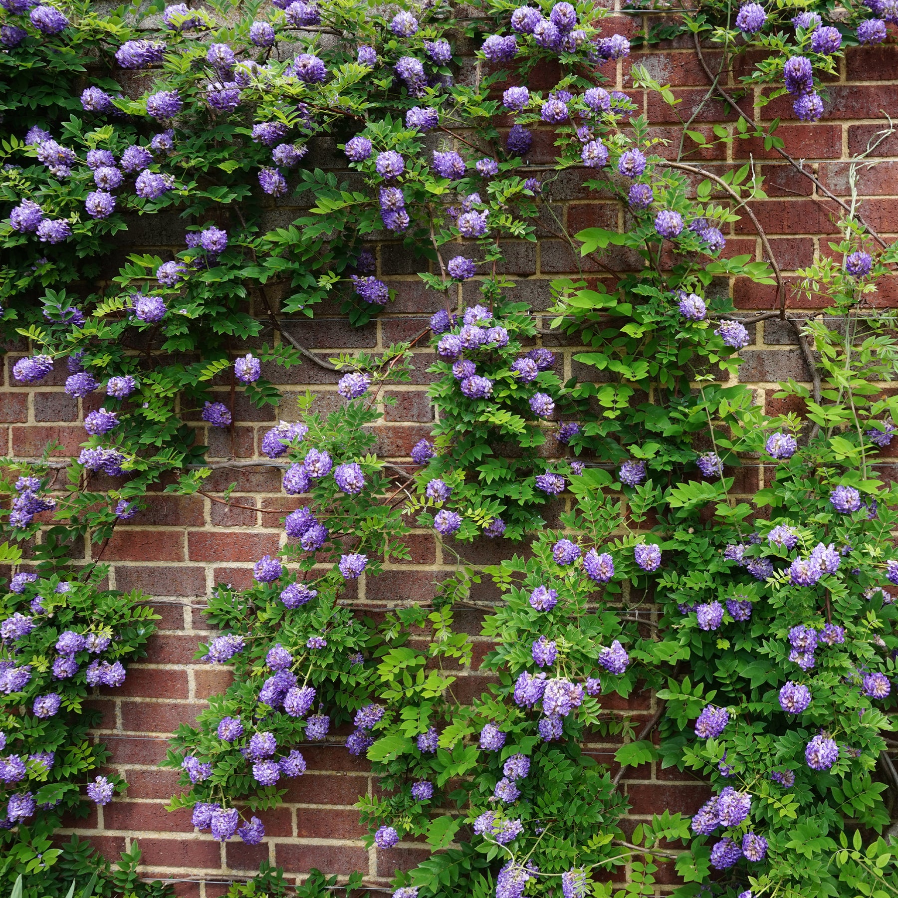 Blauwe regen 'Longwood Purple ' - Willemse