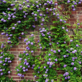 Blauwe regen 'Longwood Purple ' - Willemse