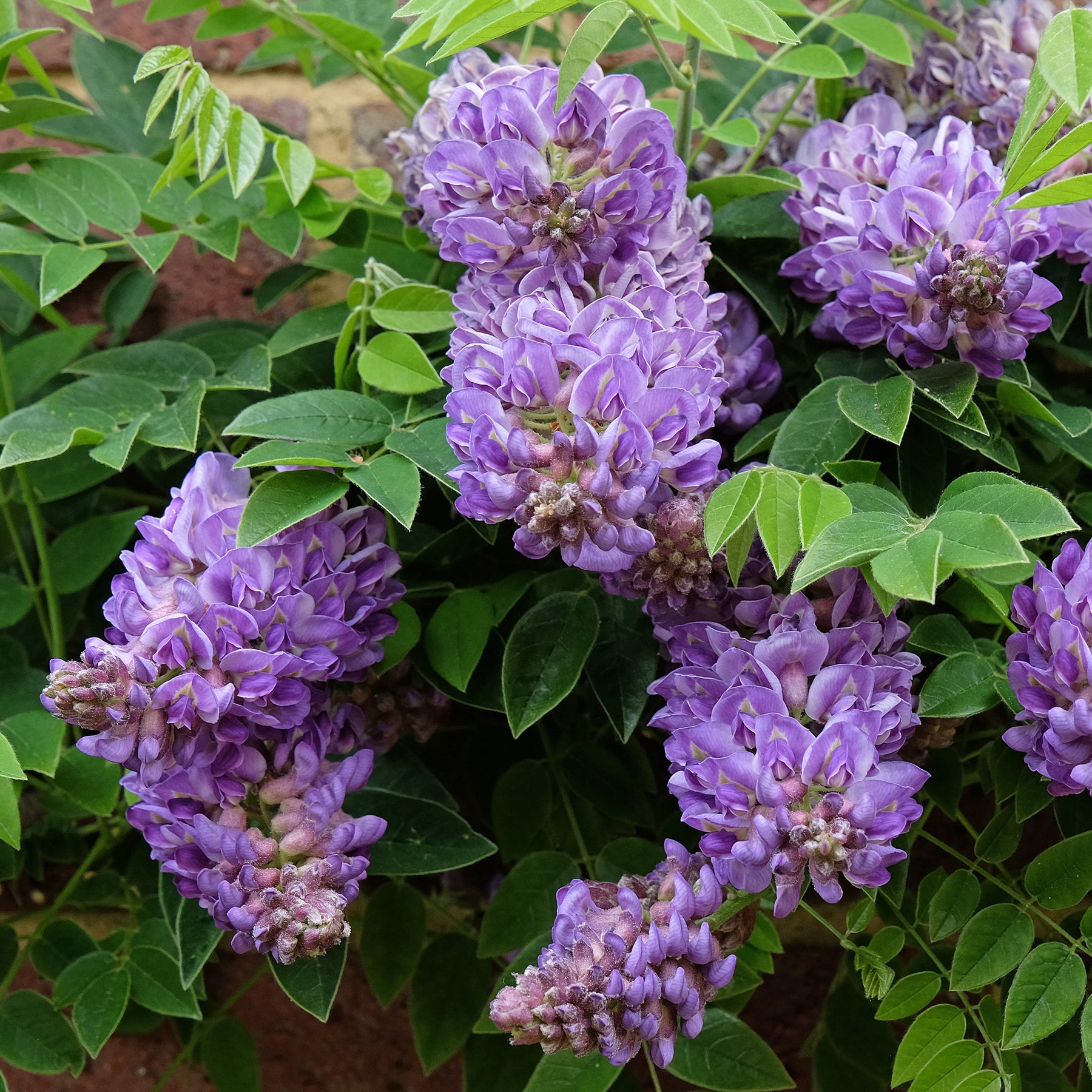 Wisteria frutescens Longwood Purple - Blauwe regen 'Longwood Purple ' - Wisteria