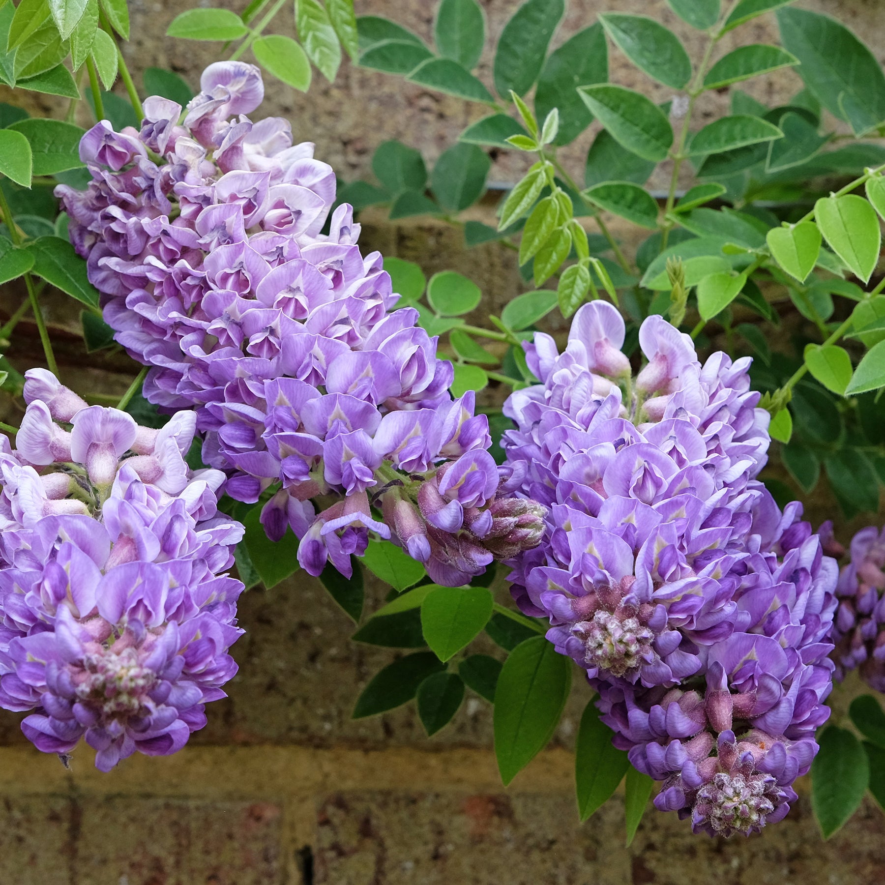 Blauwe regen 'Longwood Purple ' - Wisteria frutescens Longwood Purple - Willemse