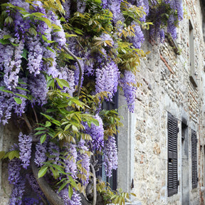 Blauwe regen 'Longwood Purple '