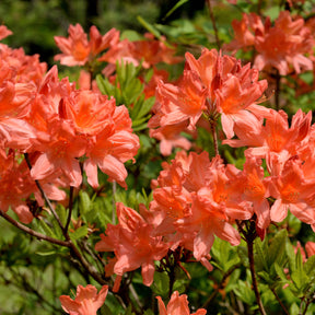 Azalea - roodoranje - Rhododendron (azalea x Knapp Hill) Fireball - Willemse