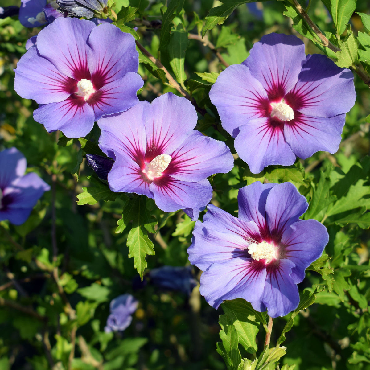 Altheastruik op stam - blauw - Willemse
