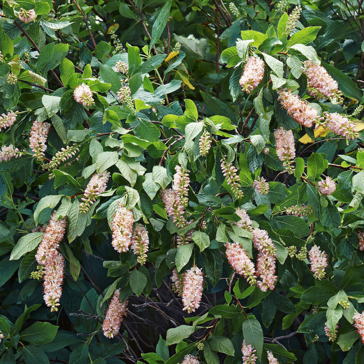 Schijnels (x2) - Willemse