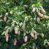 Schijnels (x2) - Willemse