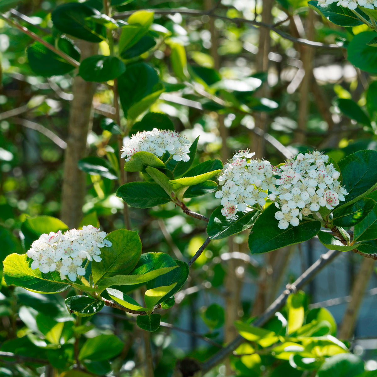 Appelbes 'Viking' - Willemse