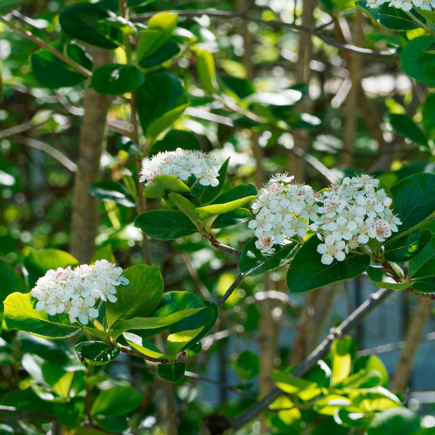 Appelbes 'Viking' - Willemse