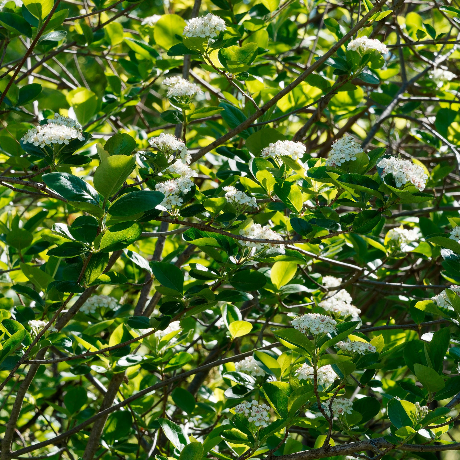 Appelbes 'Viking' - Aronia melanocarpa viking - Willemse