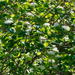 Appelbes 'Viking' - Aronia melanocarpa viking - Willemse