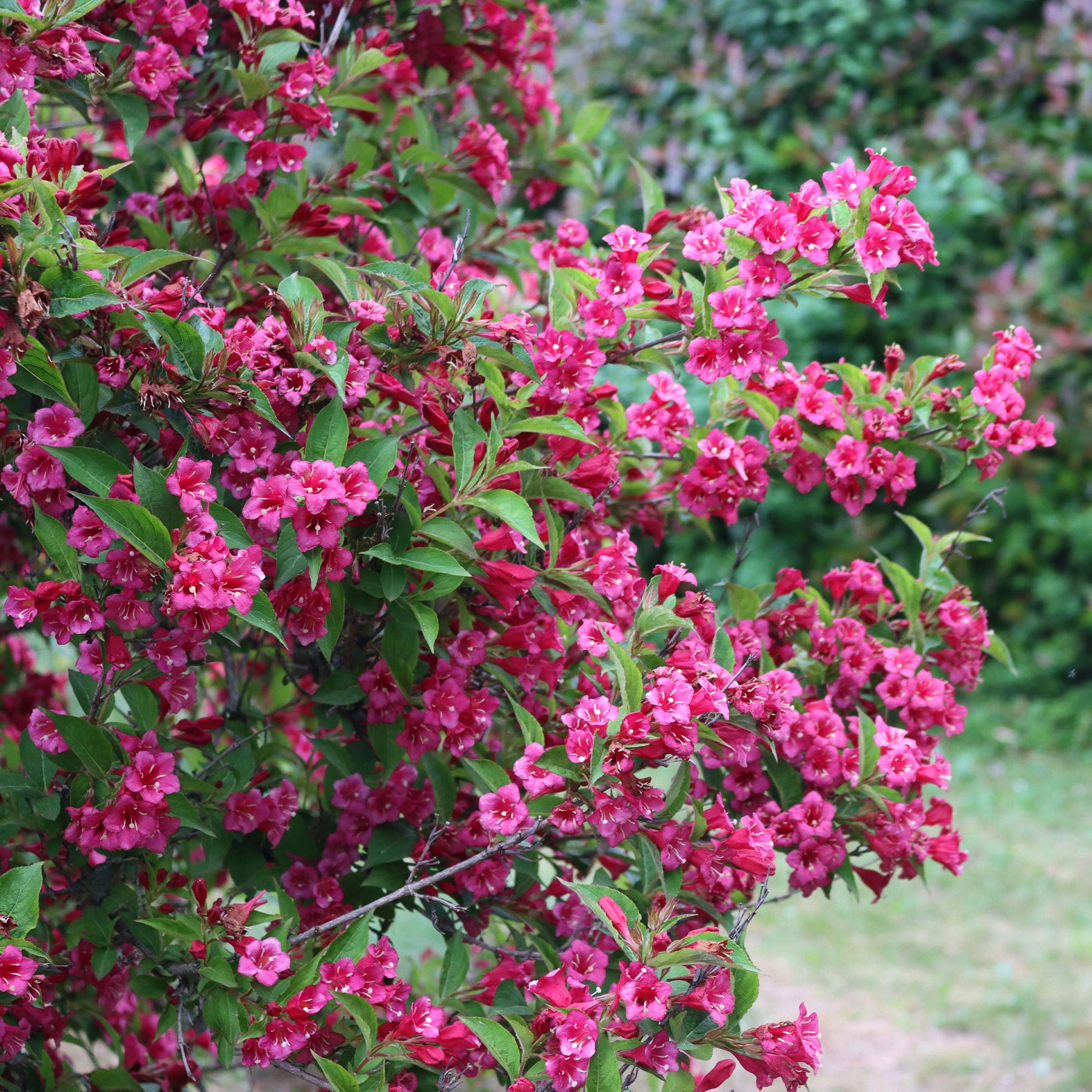 Weigelia 'Bristol Robijn' - Willemse