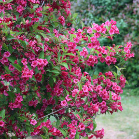 Weigelia 'Bristol Robijn' - Willemse
