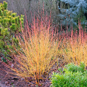 Rode kornoelje 'Winter Flame' - Willemse