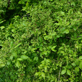 Wilde kardinaalsmuts - Euonymus europaeus - Willemse