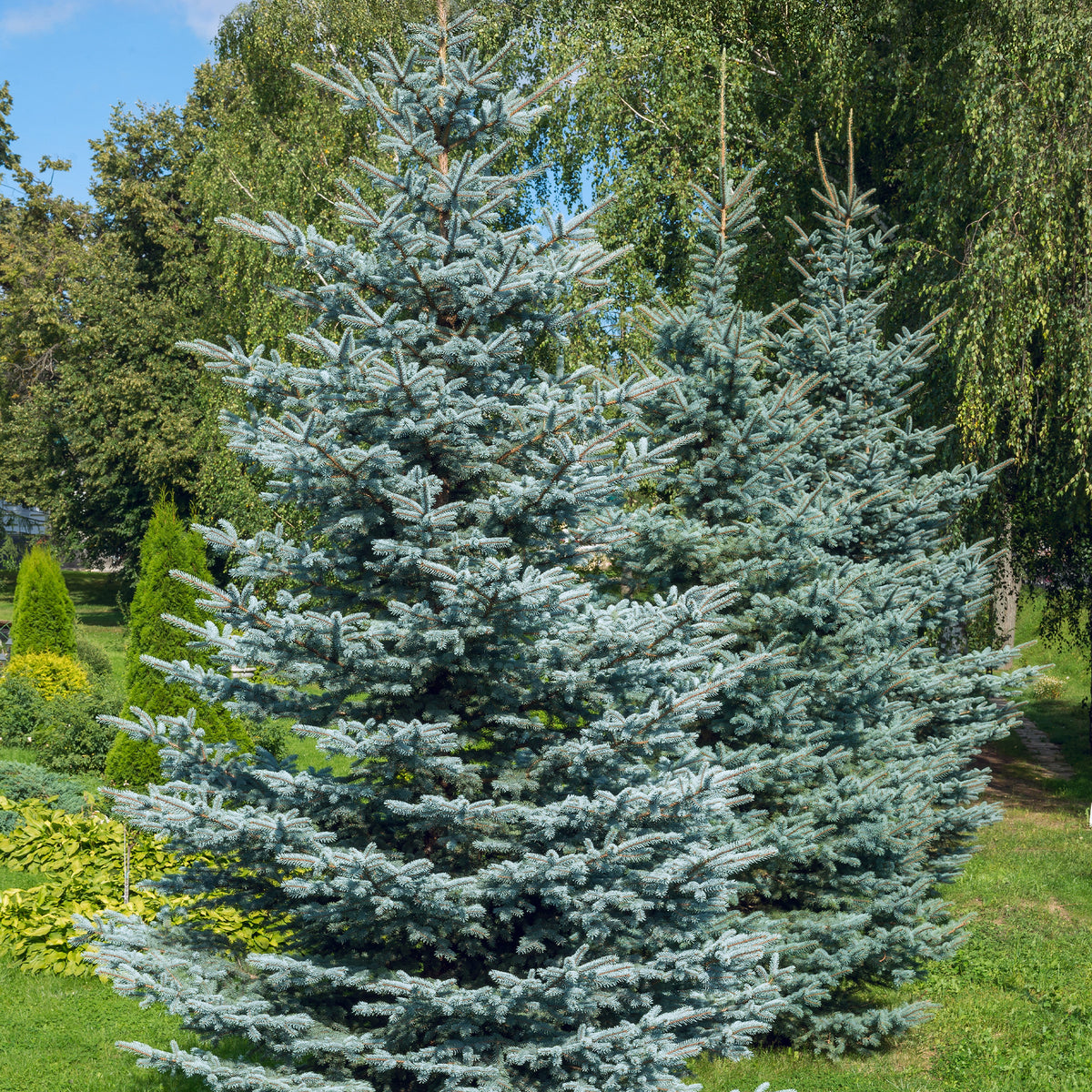 Blauwe spar 'Willemse selectie' - Picea pungens maculata - Willemse