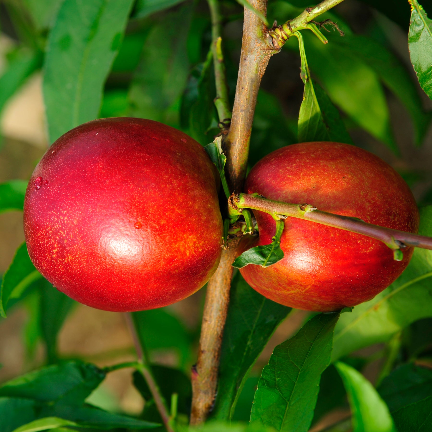 Nectarine 'Morton'