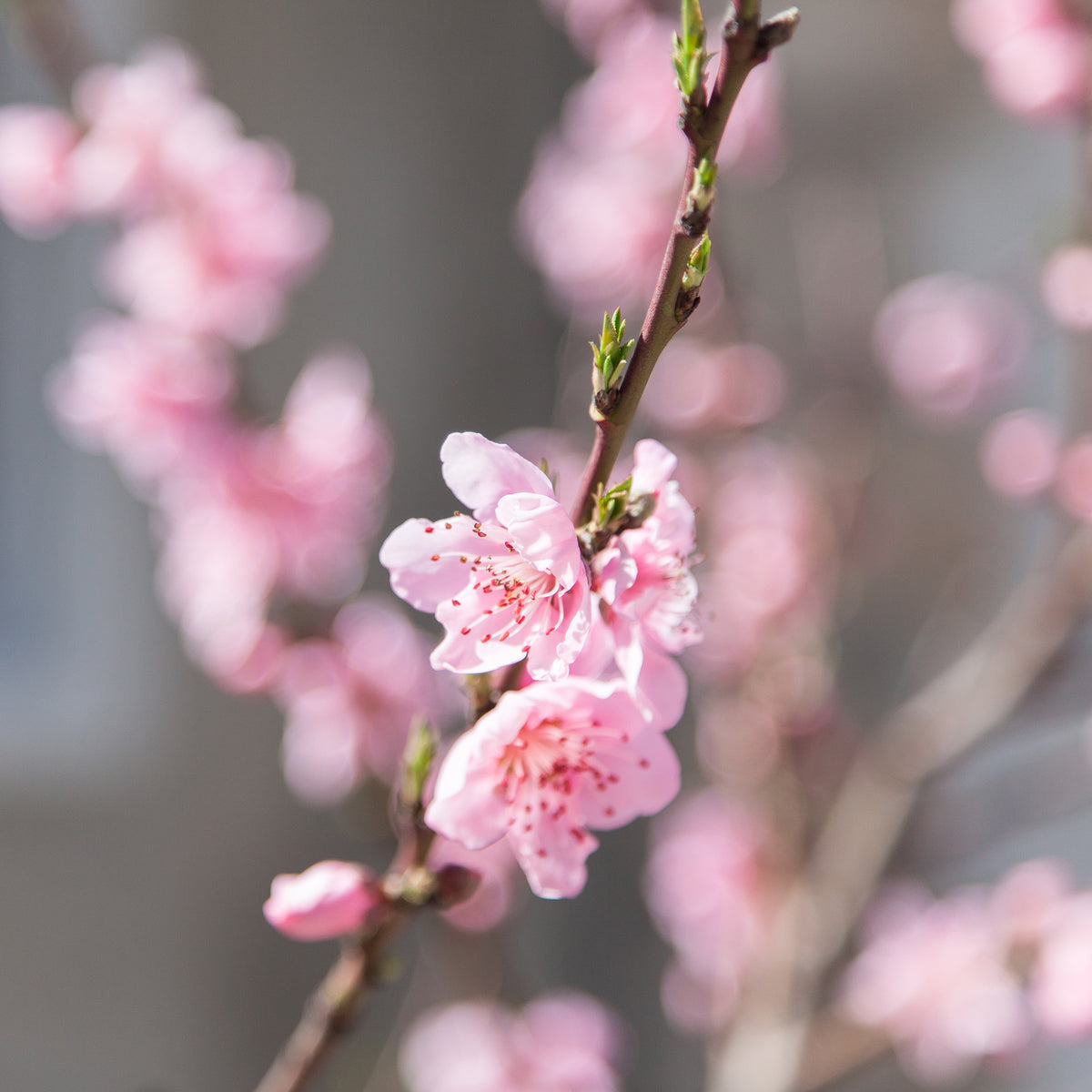 Nectarine 'Morton'