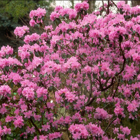 Rhododendron 'Praecox' - Willemse