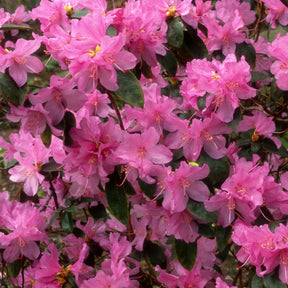 Verkoop Rhododendron 'Praecox' - Rhododendron praecox