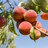 Perzik 'Amsden' - Prunus persica Amsden - Willemse