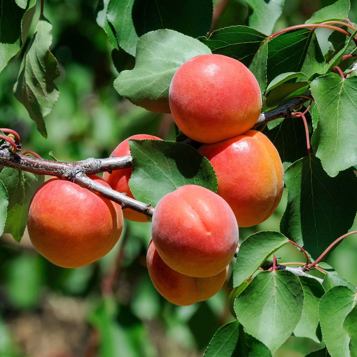 Abrikozenboom Perzik van Nancy - Willemse