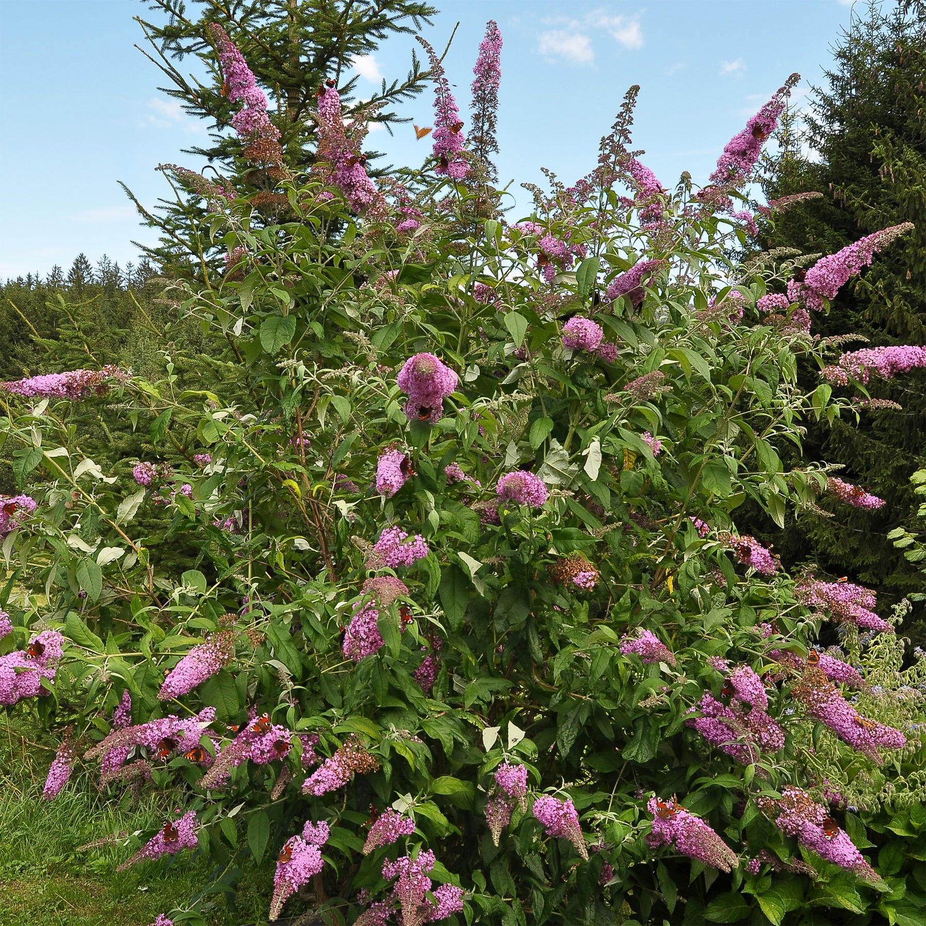 Vlinderstruik 'Flower Power' - Buddleja davidii Flower Power - Willemse