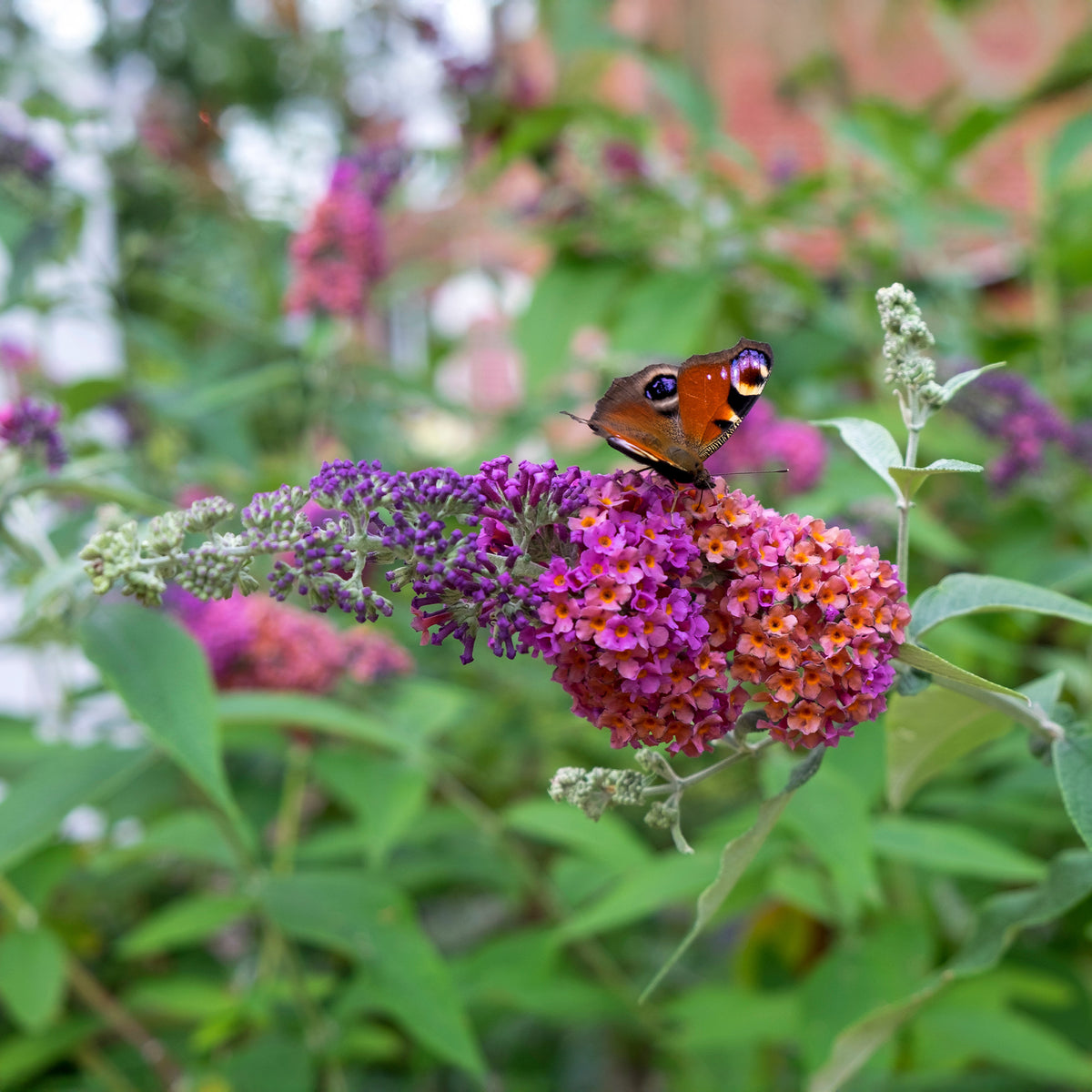 Vlinderstruik 'Flower Power' - Willemse