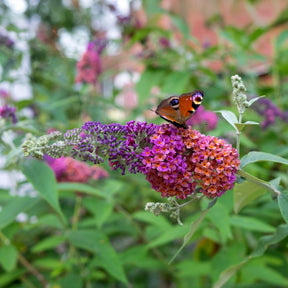 Vlinderstruik 'Flower Power' - Willemse