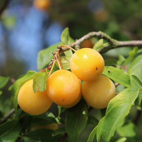 Pruimenboom 'Mirabelle de Nancy' - Prunus domestica Mirabelle de Nancy - Willemse