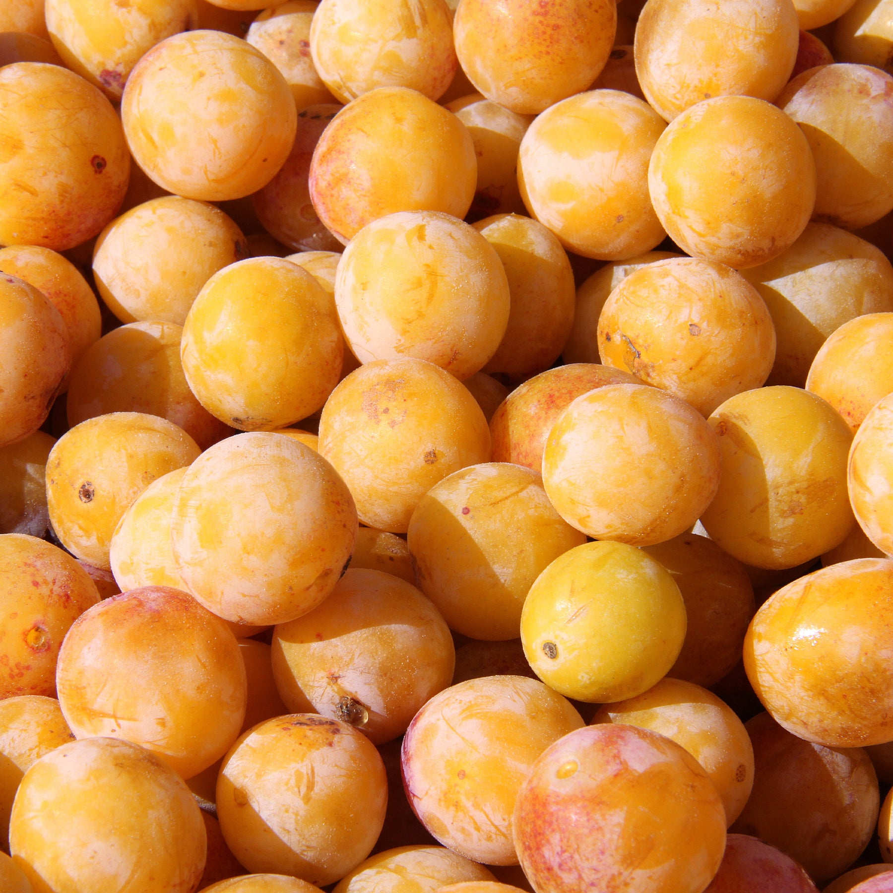 Verkoop Pruimenboom 'Mirabelle de Nancy' - Prunus domestica Mirabelle de Nancy