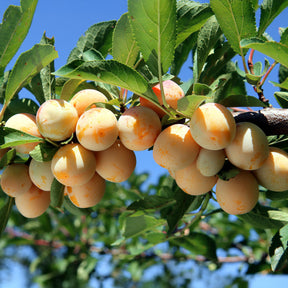 Verkoop Pruimenboom 'Mirabelle de Nancy'