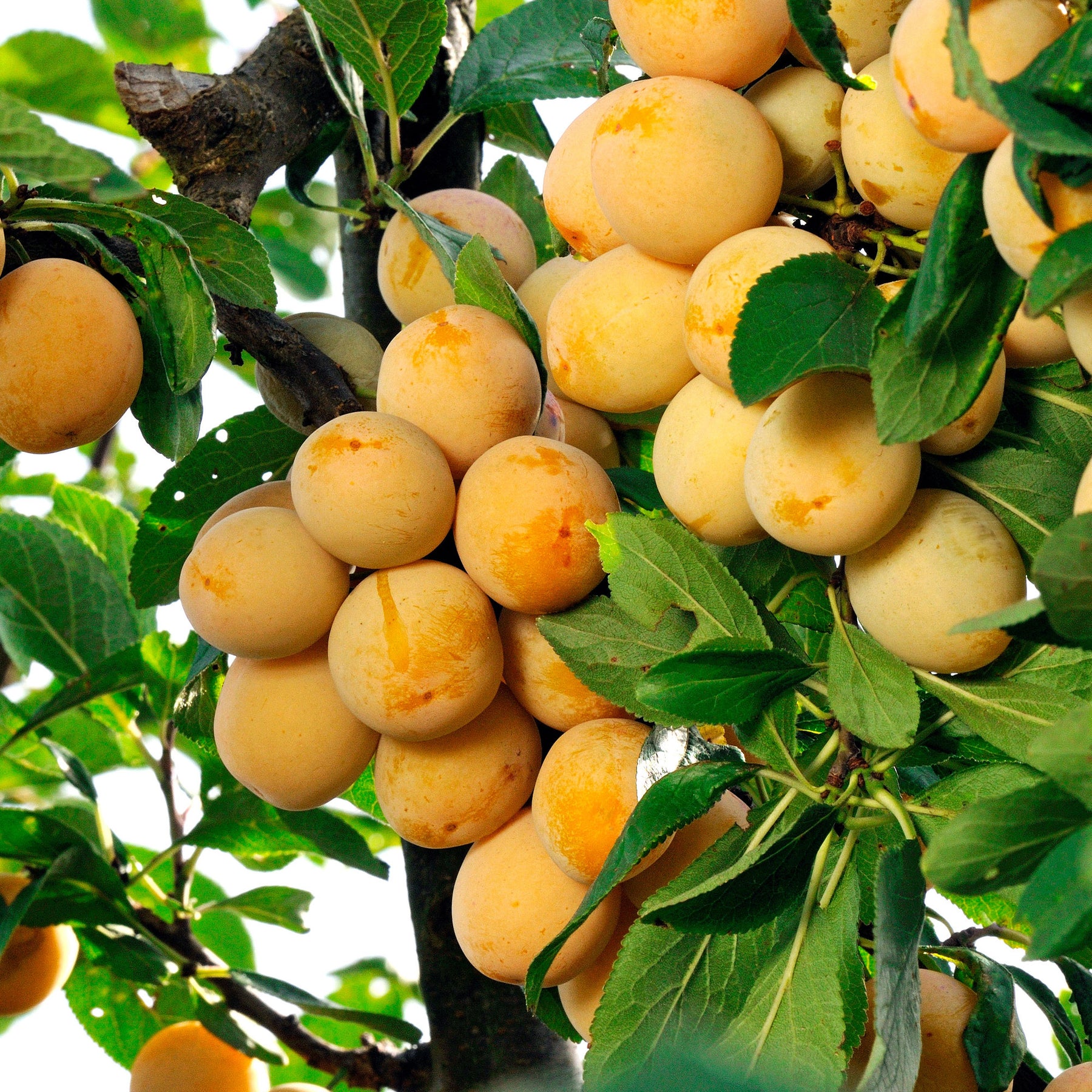 Pruimenboom 'Mirabelle de Nancy' - Pruimenbomen - Willemse