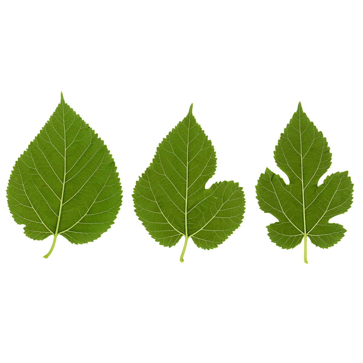 Witte moerbei 'Macrophylla' - Morus alba Macrophylla - Willemse