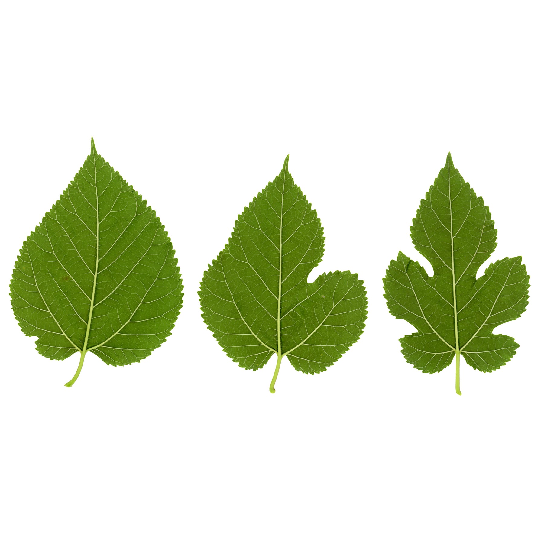 Witte moerbei 'Macrophylla' - Morus alba Macrophylla - Willemse