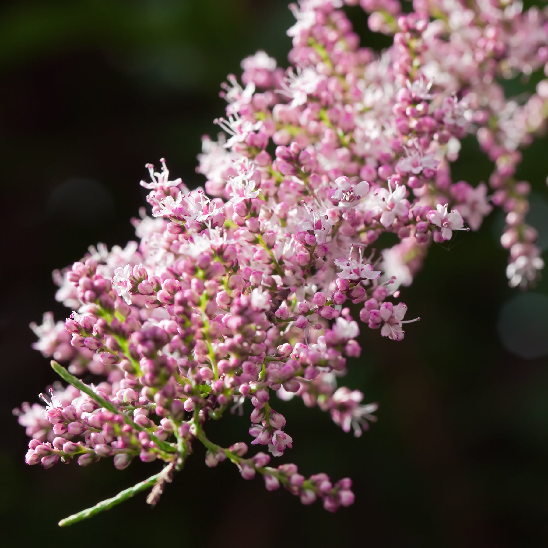 Tamarisk