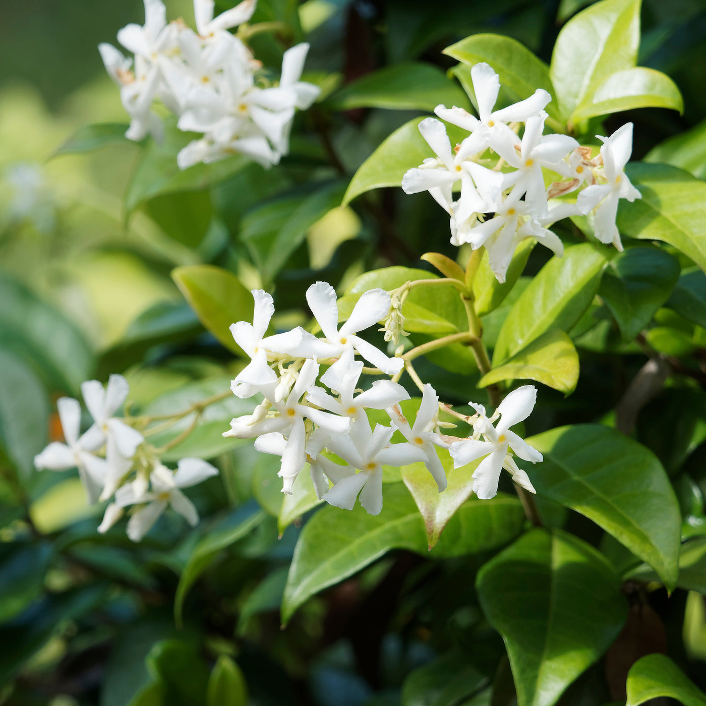 Verkoop Toscaanse jasmijn - Trachelospermum jasminoides