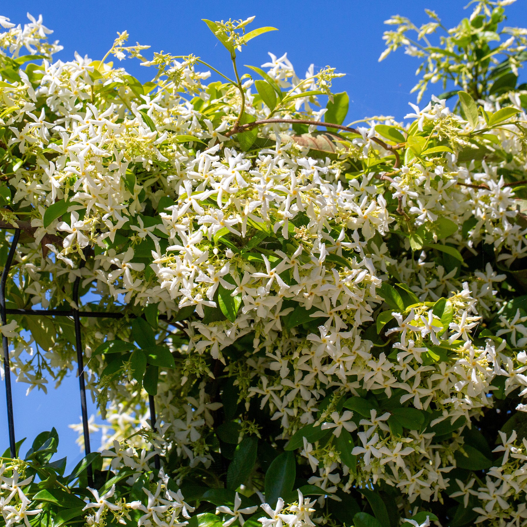 Toscaanse jasmijn - Sterjasmijn - Trachelospermum - Willemse