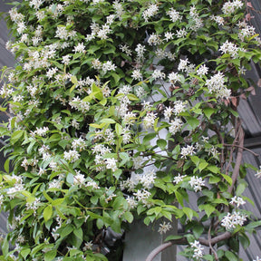 Trachelospermum jasminoides - Toscaanse jasmijn - Sterjasmijn - Trachelospermum