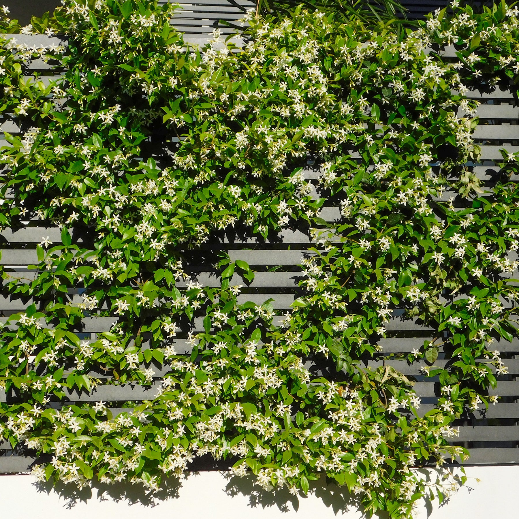 Toscaanse jasmijn - Trachelospermum jasminoides - Willemse