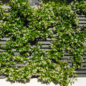 Toscaanse jasmijn - Trachelospermum jasminoides - Willemse