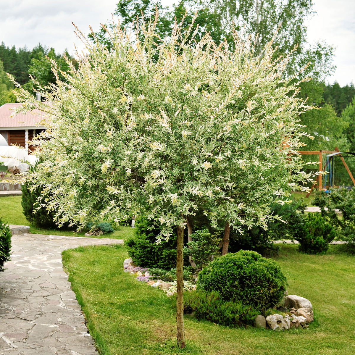 Bonte wilg 'Hakuro Nishiki' - op stam - Salix integra Hakuro Nishiki - Willemse