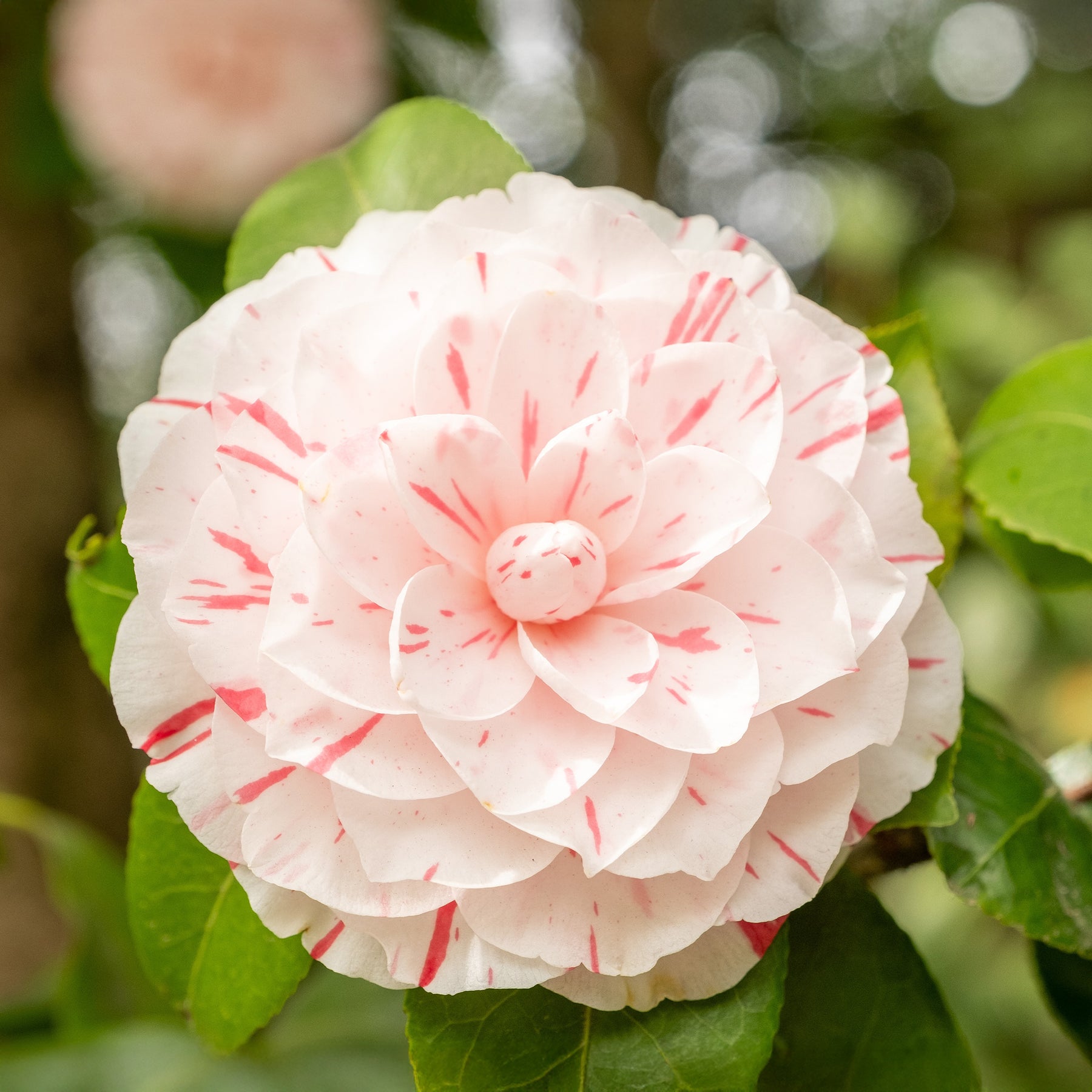 Japanse roos 'William Barlett' - Willemse