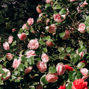 Camellia - Japanse roos 'William Barlett' - Camellia japonica william bartlett